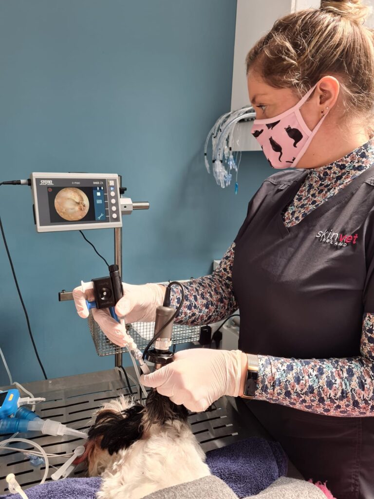 Veterinary dermatologist Kathryn performing an ear scope procedure on a dog with chronic ear problems